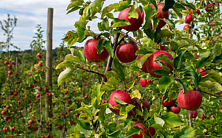 Produkcja jabłek i gruszek w Unii Europejskiej jest zagrożona